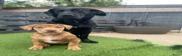 Mixed Breed dogs for sale: Spaniel x Shar pei - Unique Mixed Breed - Advert 3