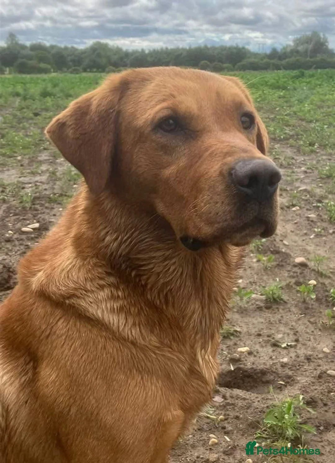 Labrador Retriever dogs for sale: KC Fox Red & Yellow Labrador Puppies - Advert 9