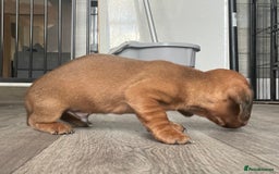 Miniature Dachshund dogs for sale: Smooth haired Miniature dachshunds - Image 6