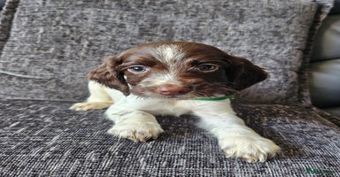 English Springer Spaniel dogs - Advert 5