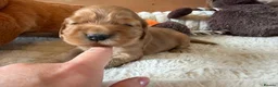 Cocker Spaniel dogs for sale: ⭐️ Show Type - Dna tested Puppies ⭐️ - Advert 8