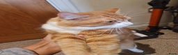 Mixed Breed cats for sale: Ginger long hair male cat - Advert 3