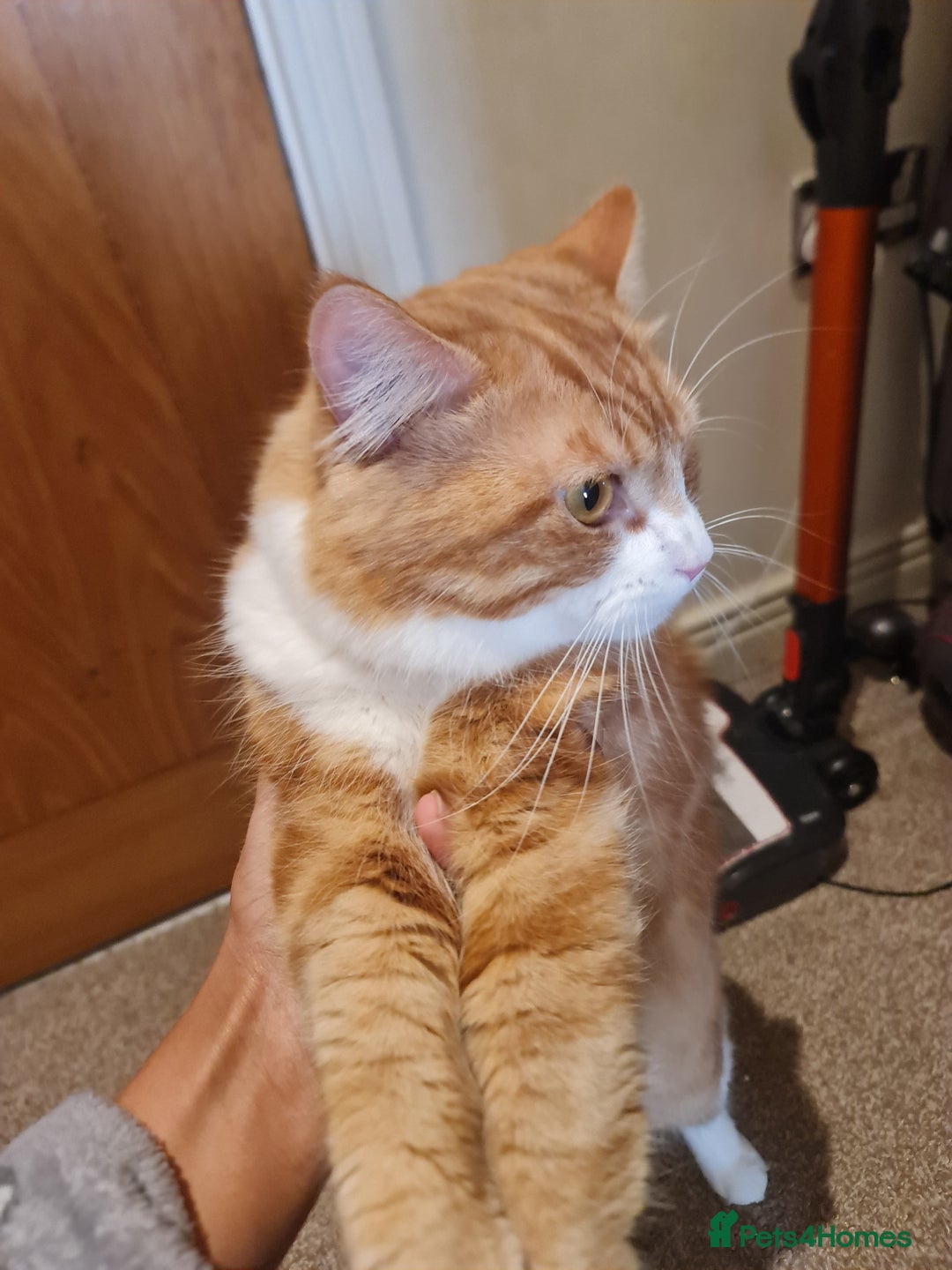 Mixed Breed cats for sale: Ginger long hair male cat - Advert 3