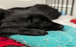 Flat coated Retriever dogs for sale: READY NOW Flat Coated Retriever Puppies - Image 19
