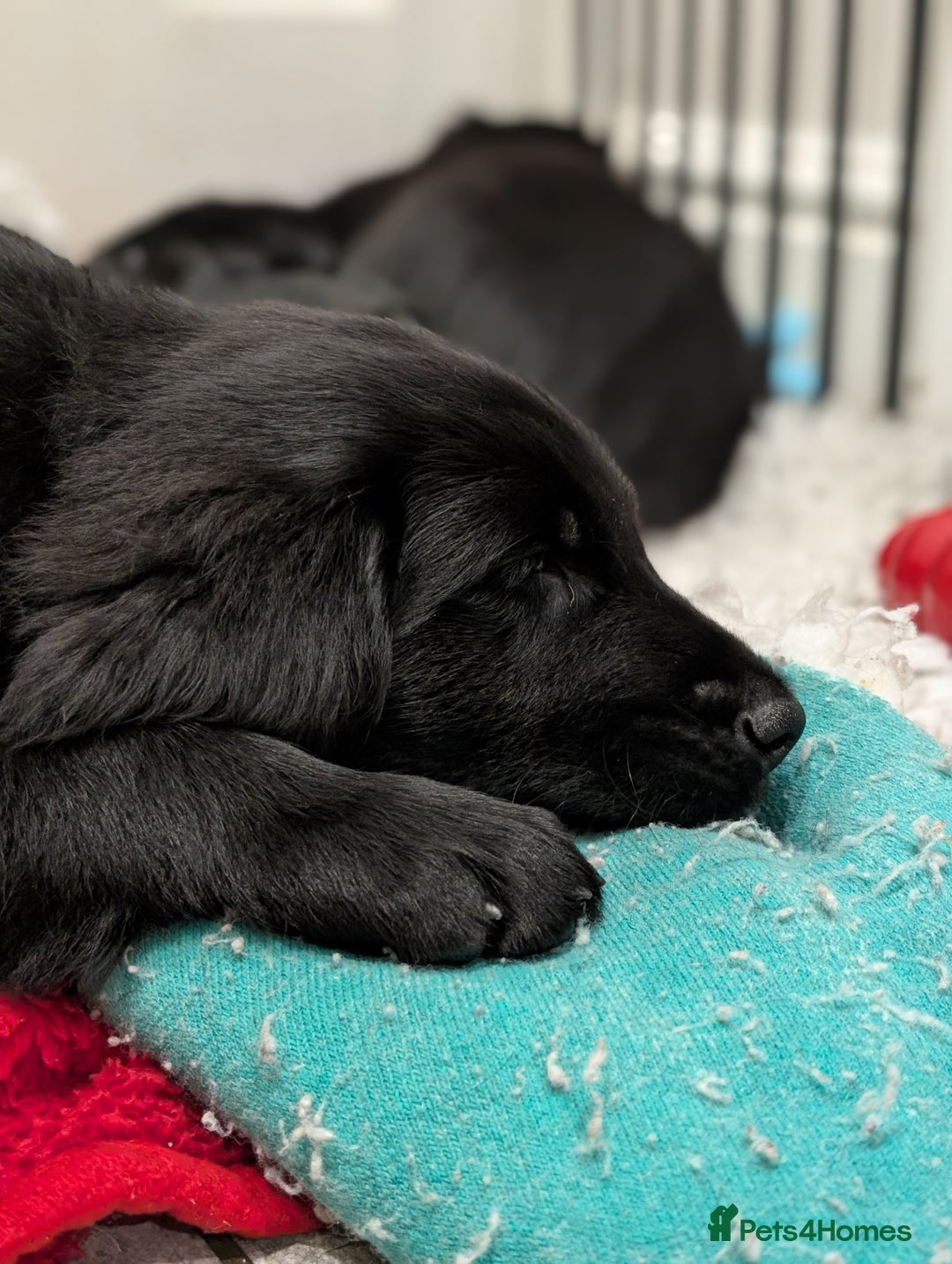 Flat coated Retriever dogs for sale: READY NOW Flat Coated Retriever Puppies - Image 19