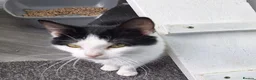 Mixed Breed cats for adoption: KAYE. - Advert 3