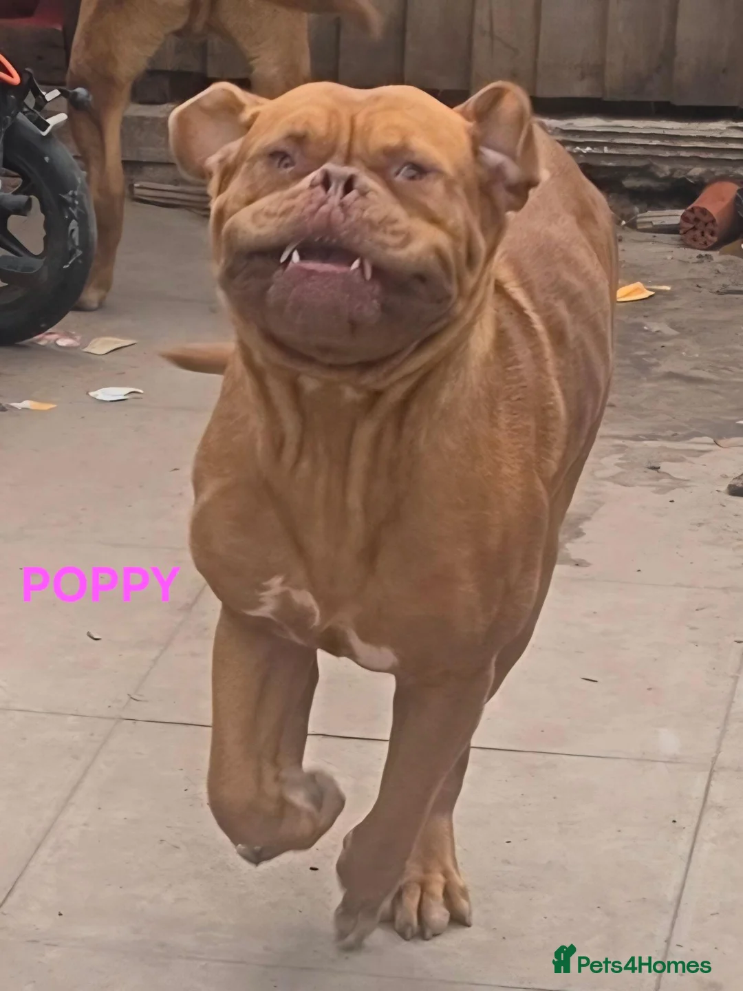 Dogue De Bordeaux dogs for sale: DOGUE DE BORDEAUX for sale - Advert 5