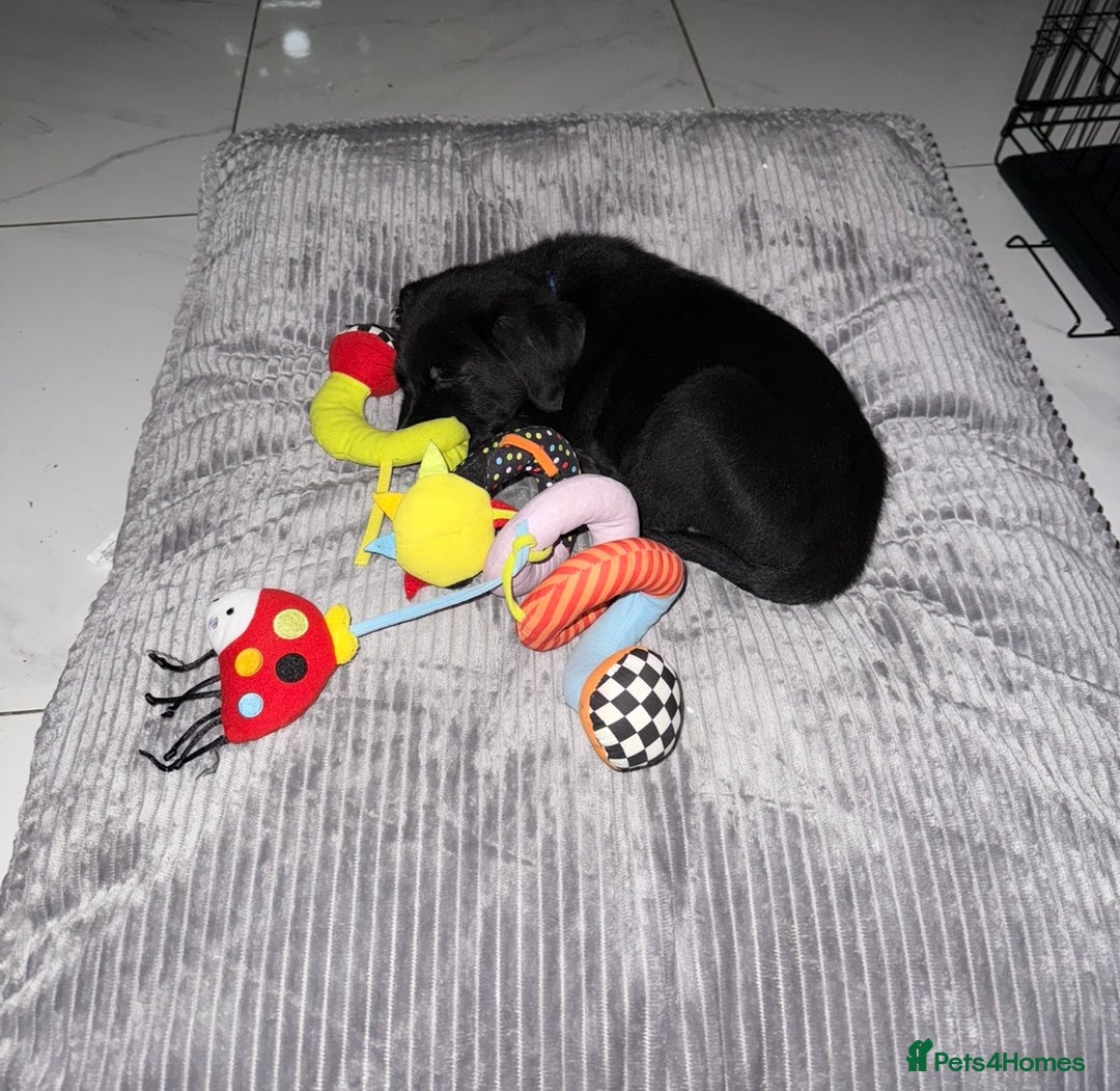 Mixed Breed dogs for sale: Puppy for sale - Image 4