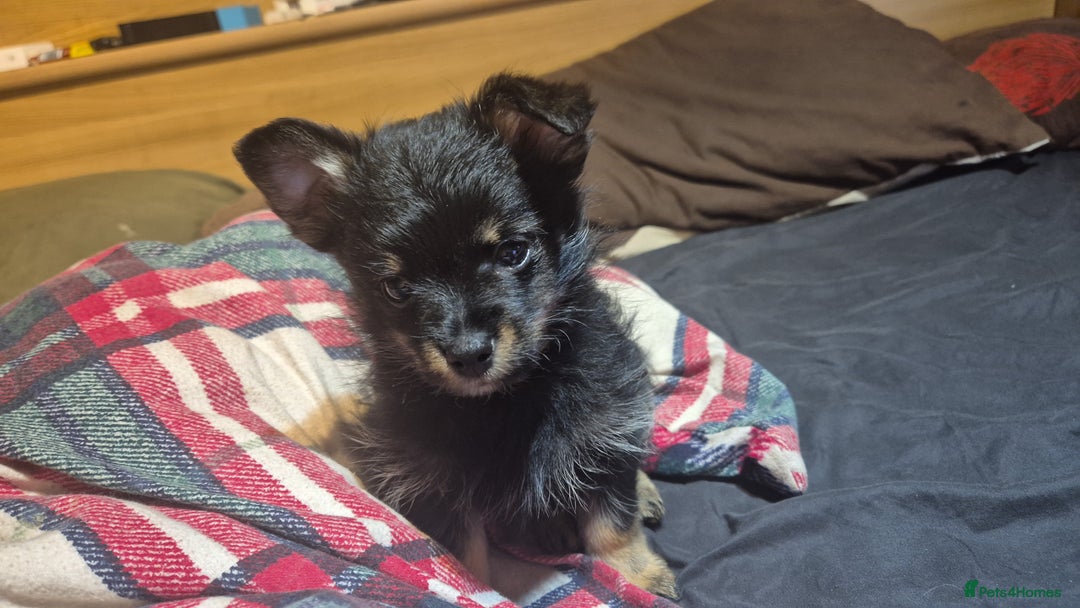 Mixed Breed dogs for sale: For sale Toy Yorkshire&Pomeranian mix boys  🐶  - Advert 2