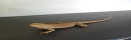 Bearded Dragon reptiles for sale: Bearded dragon for sale - Advert 11