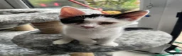 Mixed Breed cats for sale: Siamese snowshoe mixed kittens  - Advert 10