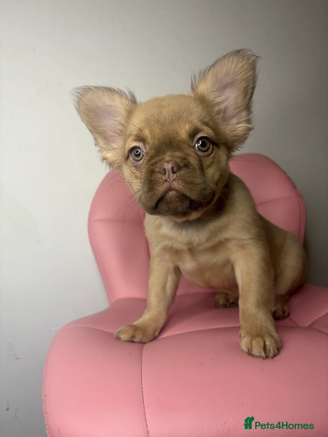 French Bulldog dogs for sale: Gorgeous fluffy frenchie female - Advert 1