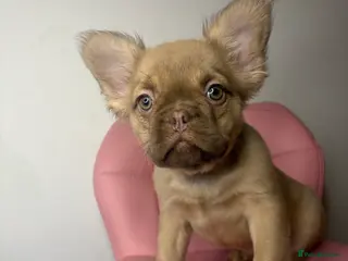 French Bulldog dogs Gorgeous fluffy frenchie female - Advert 8