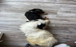 Mixed Breed dogs for adoption: Sweet Teddy is Ready For Adoption! 12 Weeks Old - Image 5