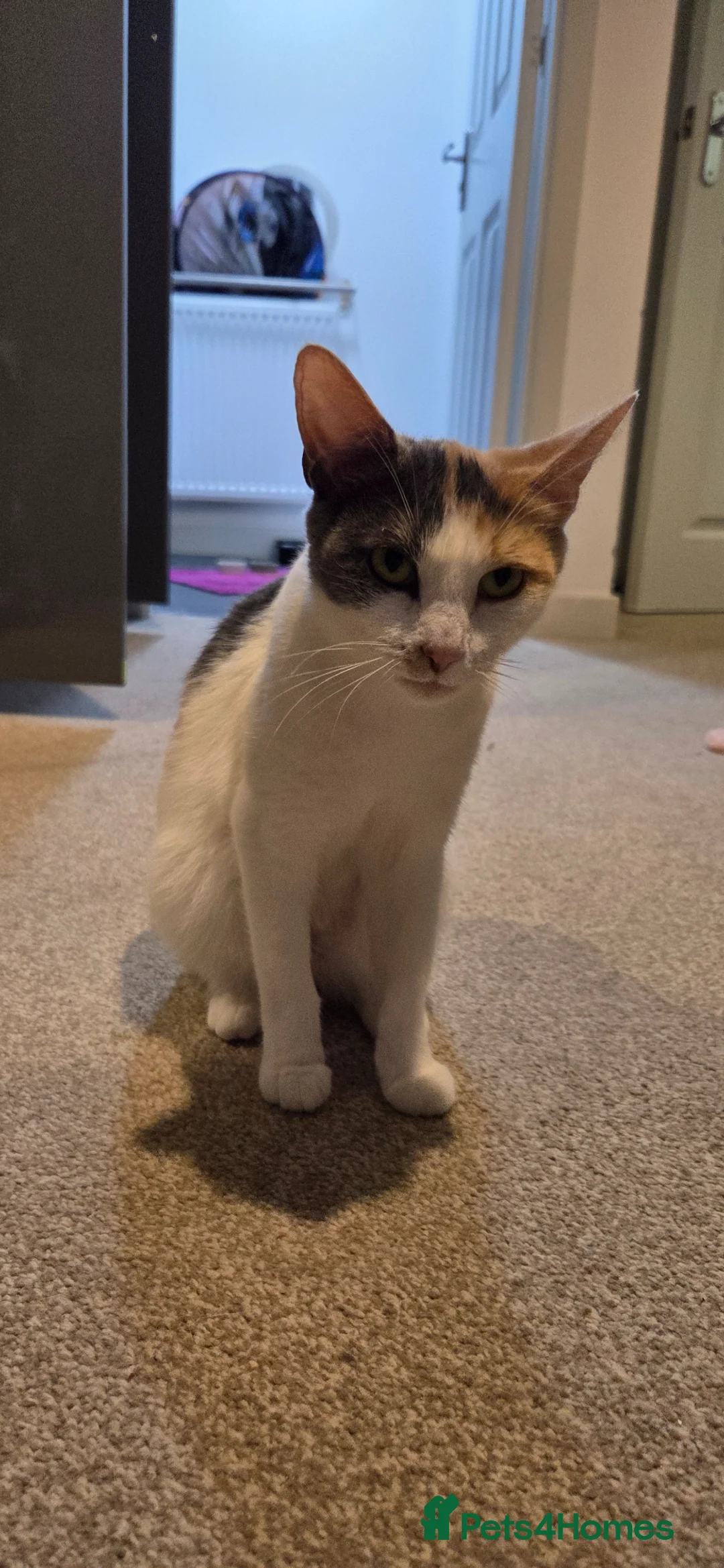 British Shorthair cats for sale: Kittie - Advert 1