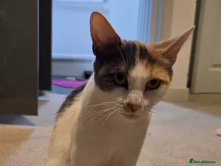 British Shorthair cats Kittie - Advert 1