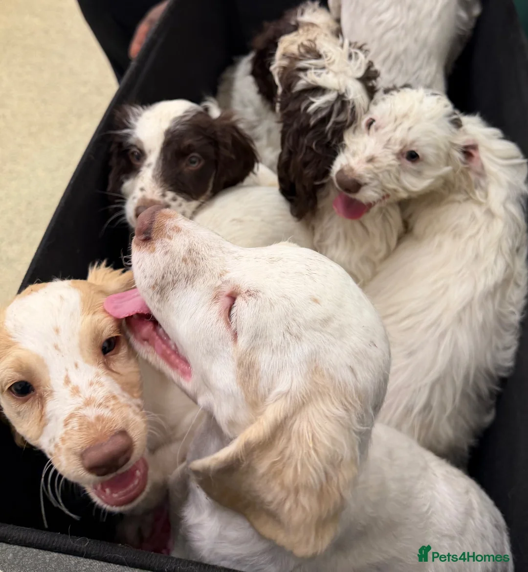 Cockapoo dogs for sale: Beautiful F1 Cockapoos ready for new homes - Advert 2