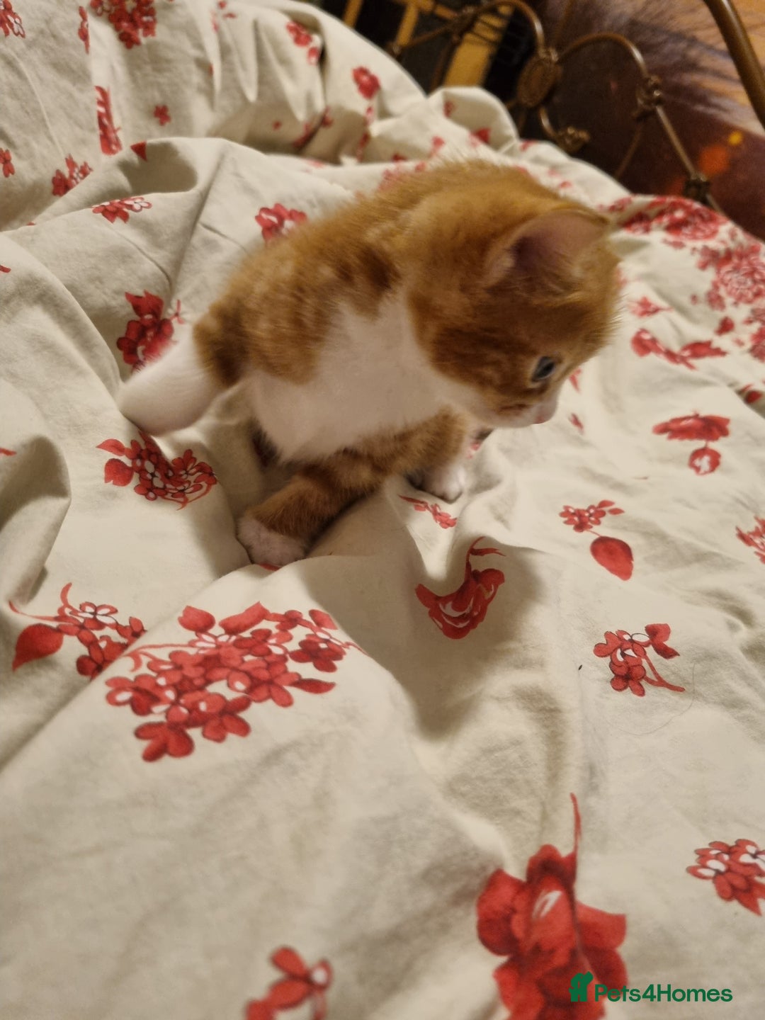 RagaMuffin cats for sale: Gorgeous RagamuffinX  - Advert 5