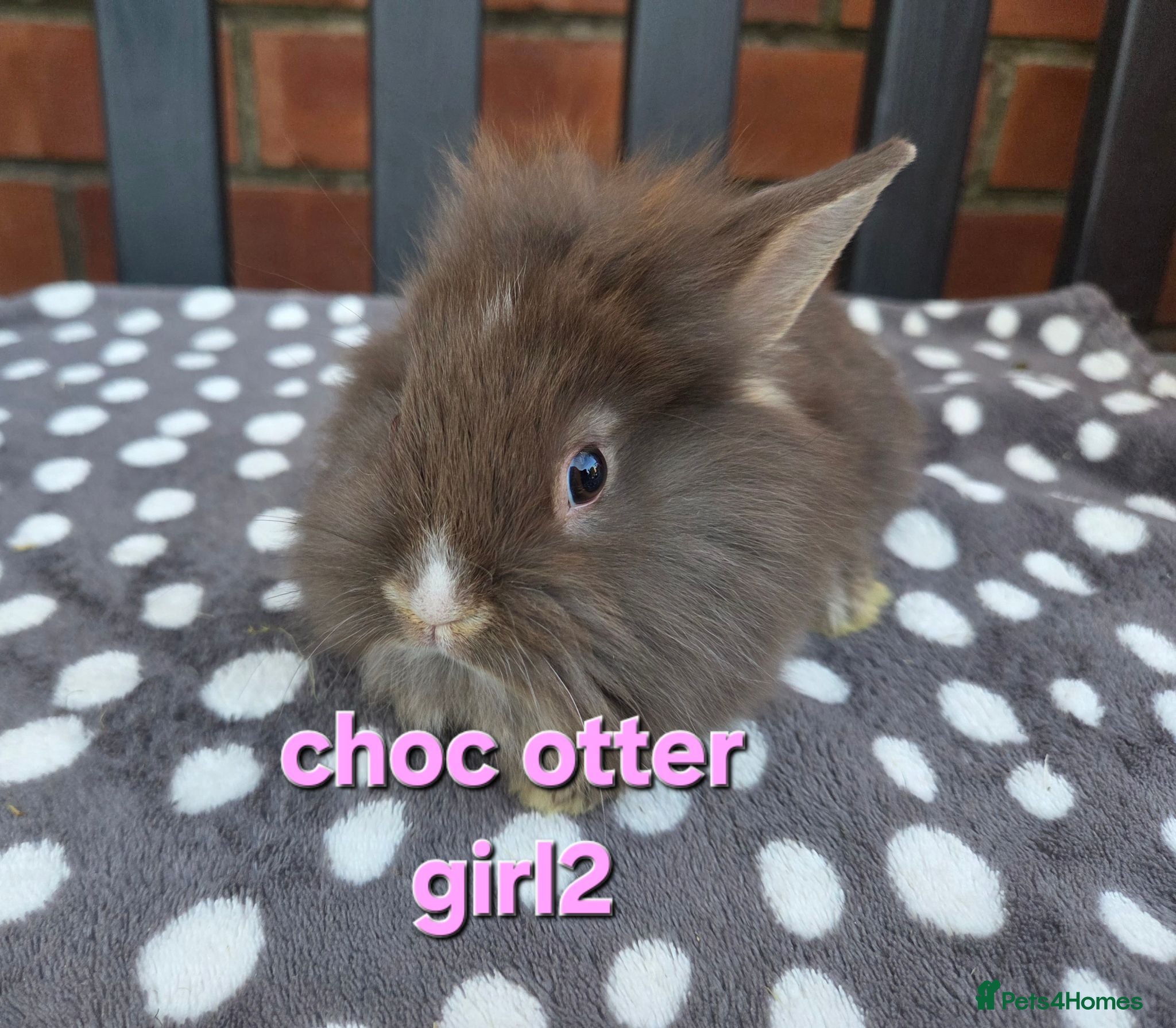 Lionhead rabbits ☆Ready 28th Aug☆ Double maine lion head Girls - Advert 1