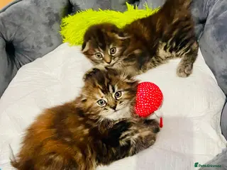 Scottish Fold cats Scotish fold long hair - Advert 9
