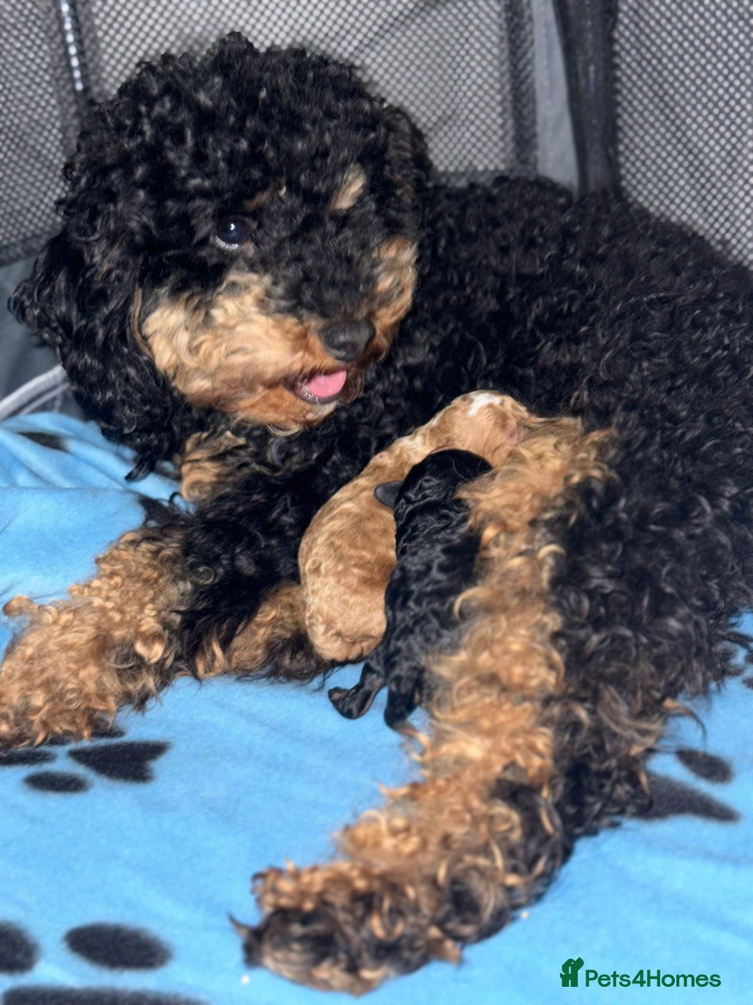 Toy Poodle dogs for sale: Beautiful Red & Phantom Toy Poodle's! KCregistered - Advert 22