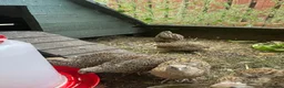 Quail poultry for sale: Coturnix Japanese Quails - Advert 1