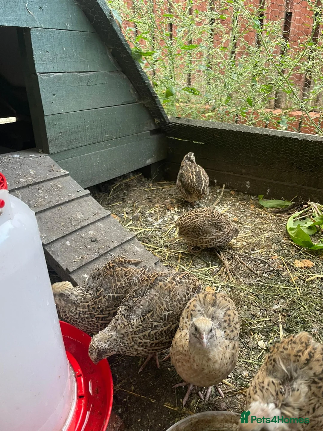 Quail poultry for sale: Coturnix Japanese Quails - Advert 1