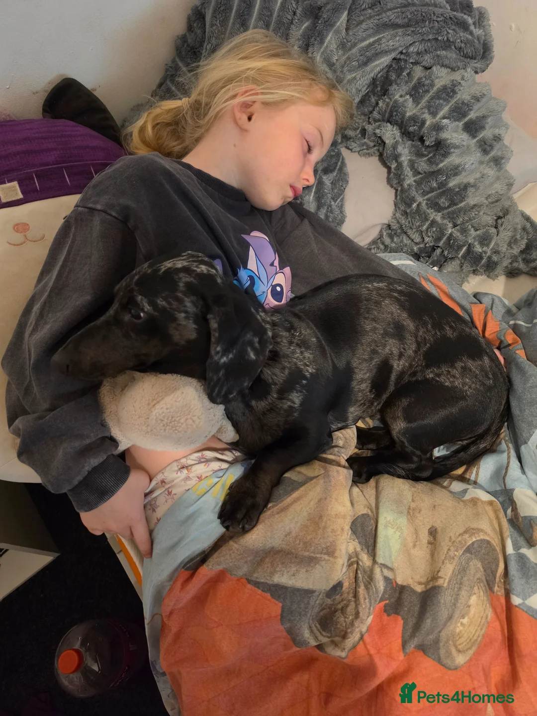 Miniature Dachshund dogs for sale: 1-Year Female Dachshund Looking for the Right Home - Advert 5