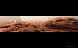 Cavapoo dogs for sale: Beautiful F1b male and female Cavapoo available  - Image 7