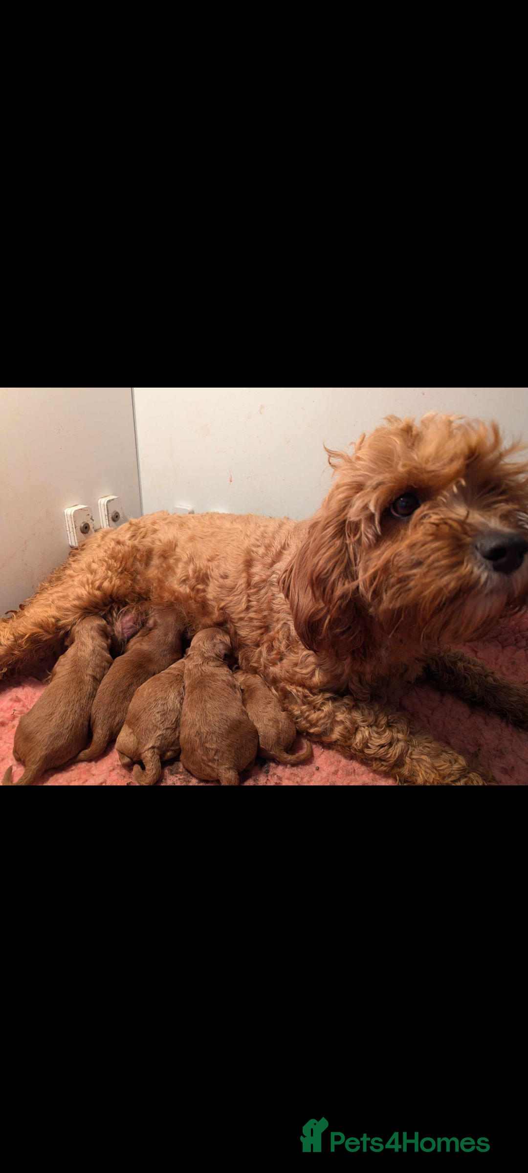 Cavapoo dogs for sale: Beautiful F1b male and female Cavapoo available  - Image 7