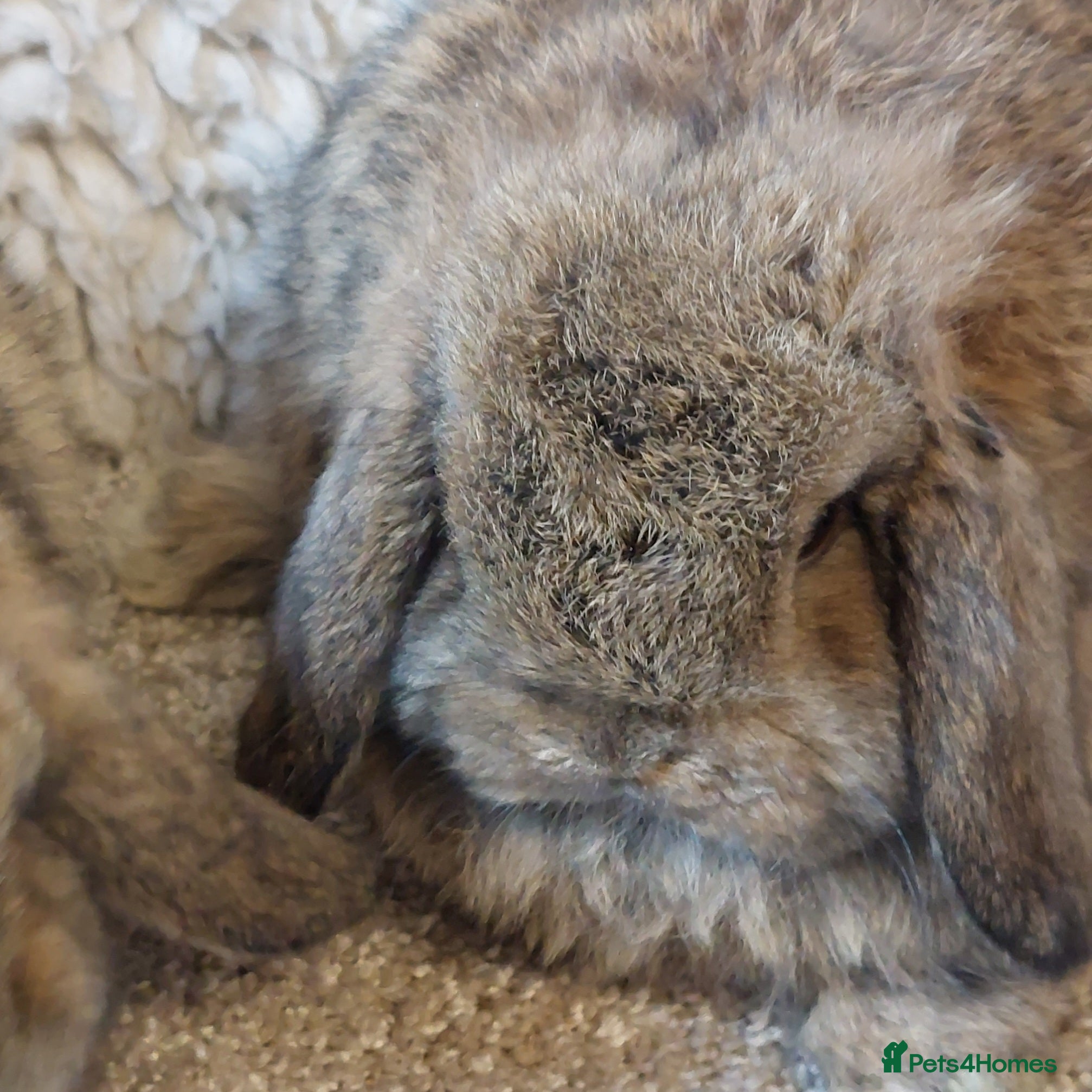 Mini Lop rabbits Baby minilop babys ready to reserve  - Advert 5