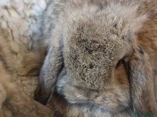 Mini Lop rabbits Baby minilop babys ready to reserve - Advert 5