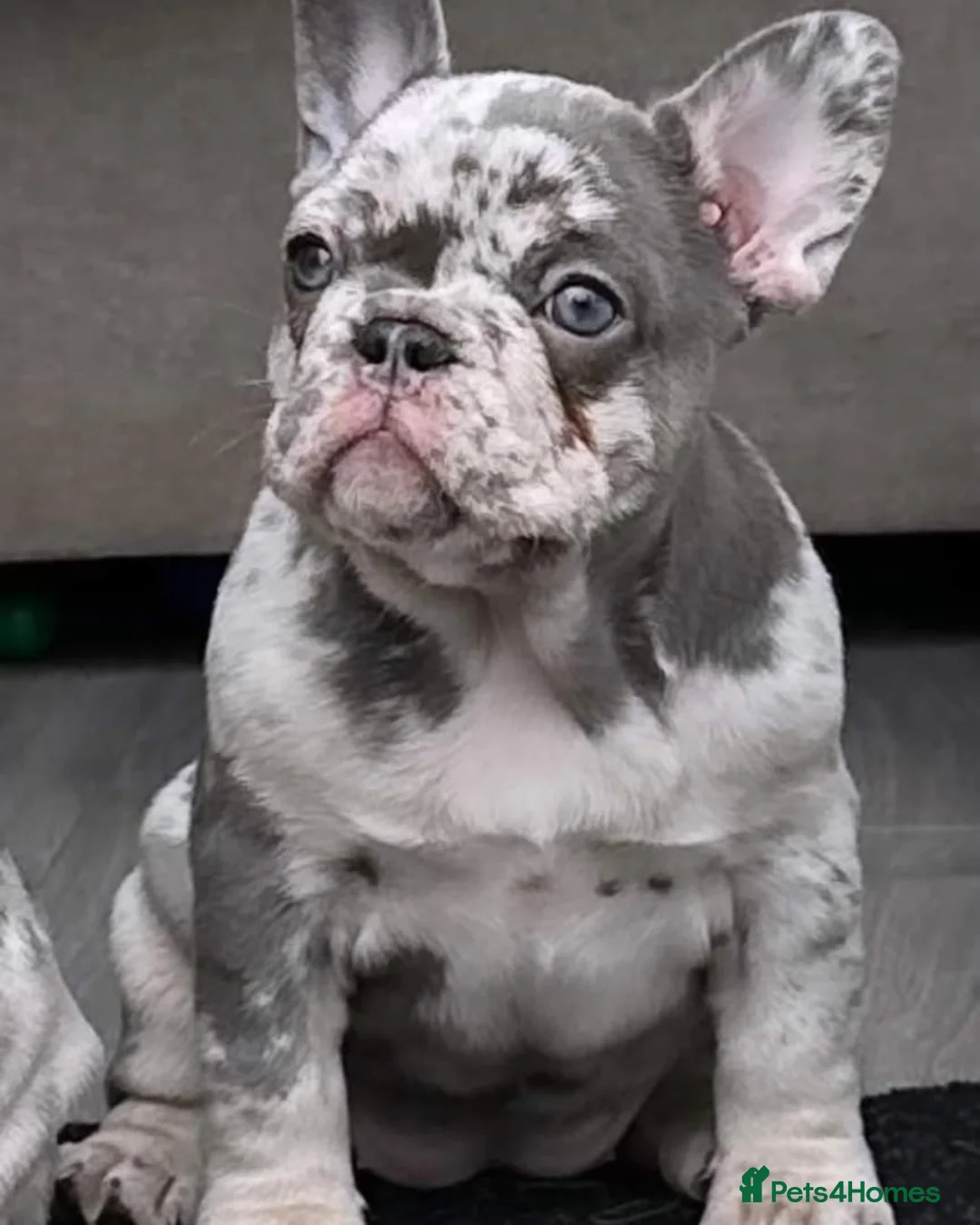 French Bulldog dogs for stud: Lilac tan merle in Sheffield - Advert 37