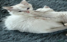 Ragdoll cats for sale: 2Male Kittens - Image 5