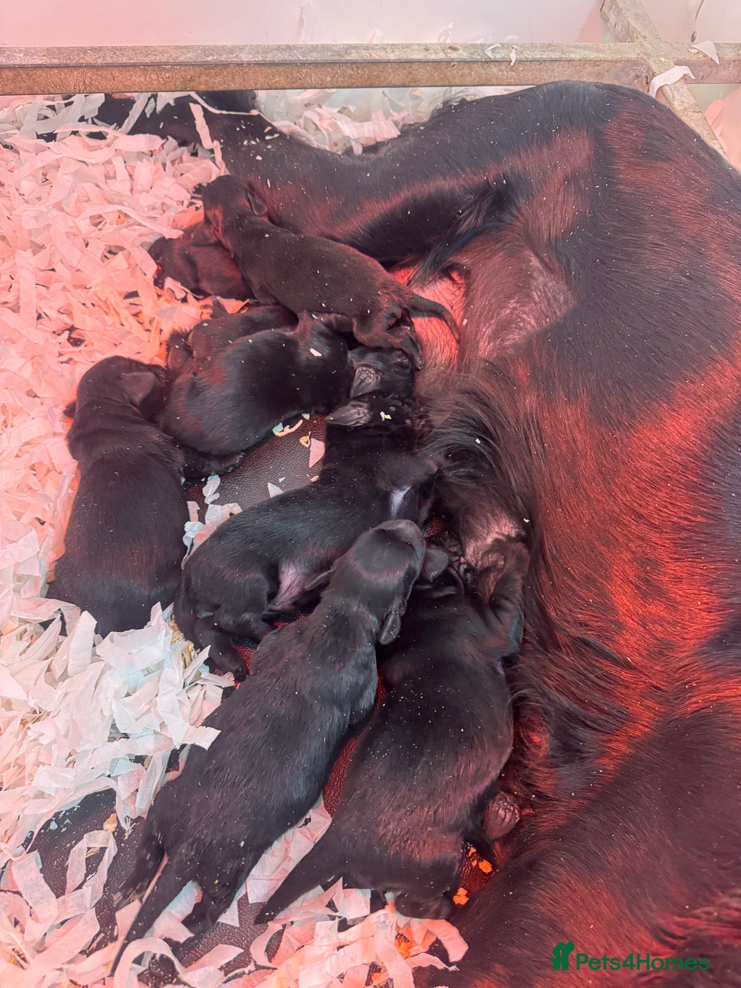 Flat coated Retriever dogs for sale: *2 Males* KC from working health tested parents - Image 12