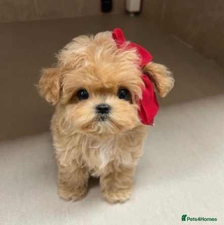 Maltipoo dogs Toy Female Maltipoo - Advert 1