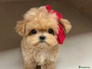 Maltipoo dogs Toy Female Maltipoo - Advert 1