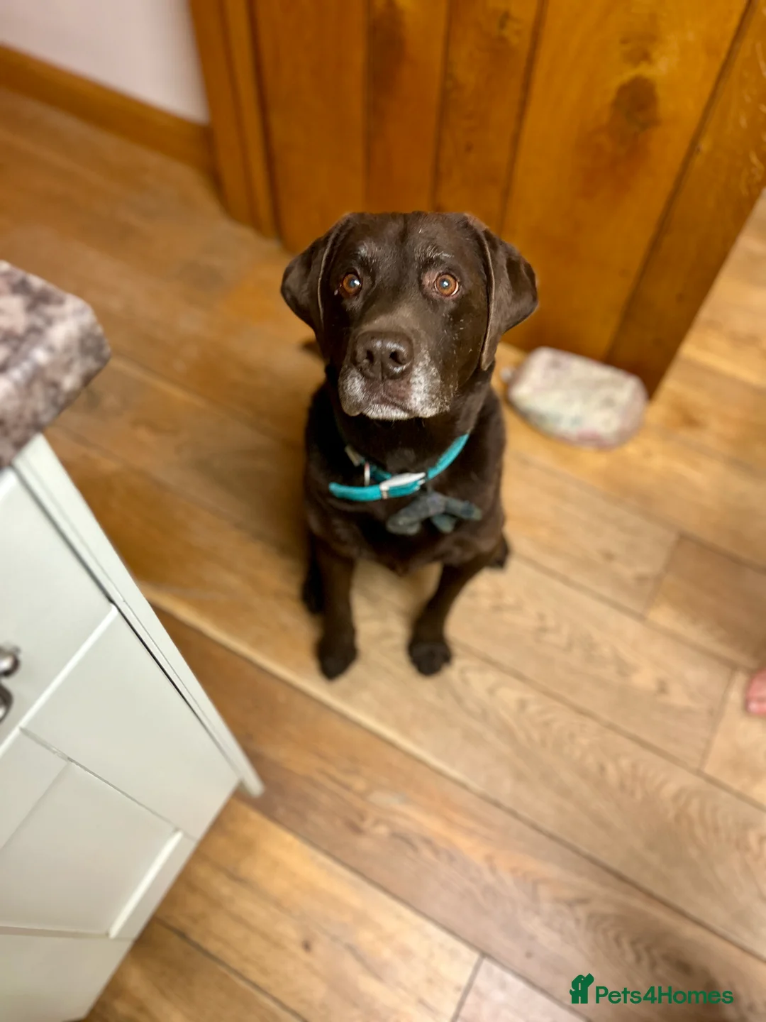 Labrador Retriever dogs for sale: Labrador Puppies - Advert 9