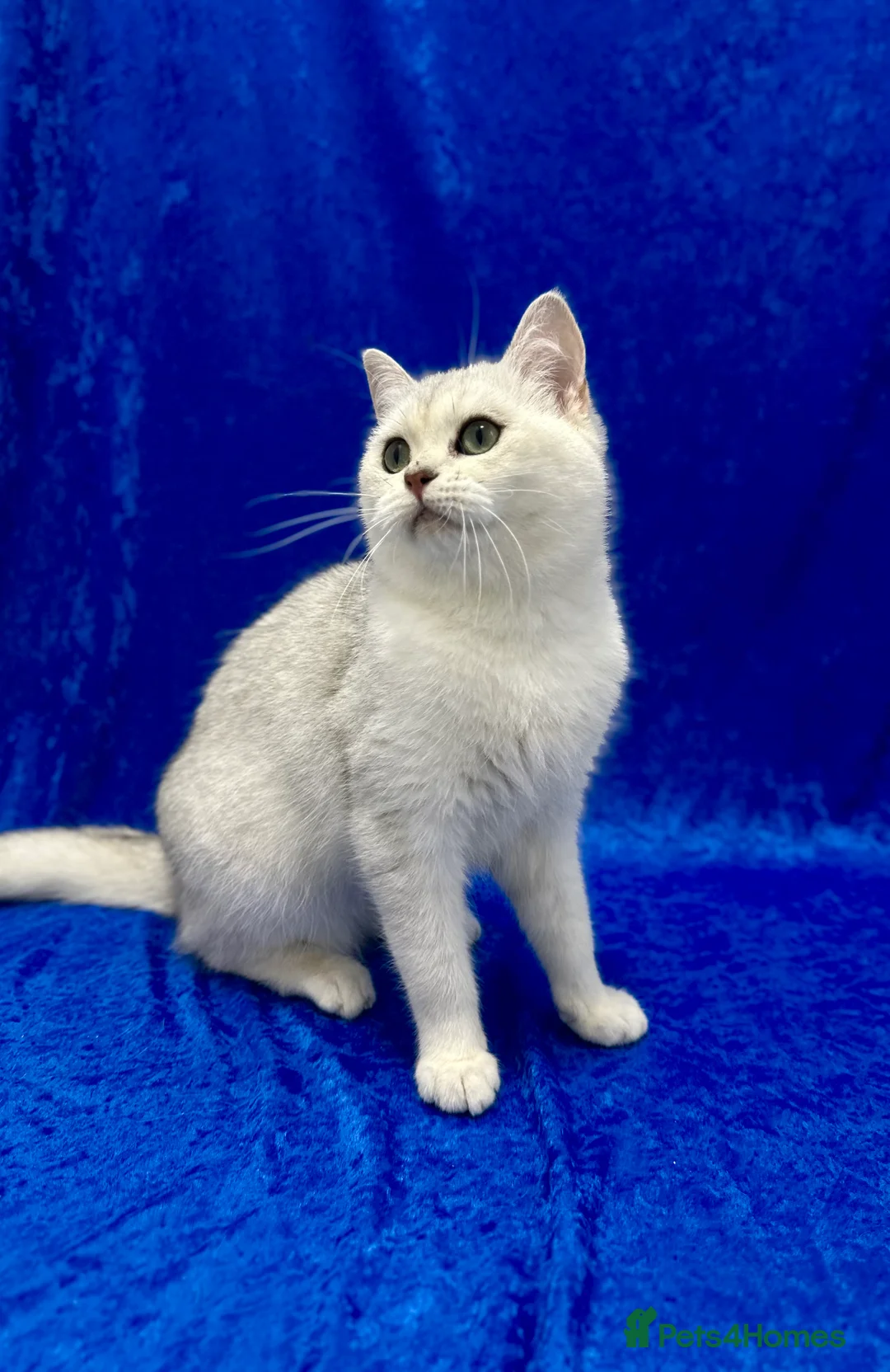 British Shorthair cats for sale: Active registered GCCF British short hair male  - Advert 8