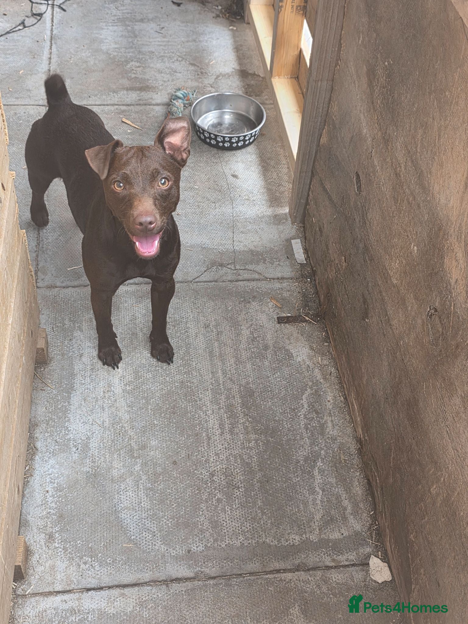 Patterdale Terrier dogs Patterdale Terrier - Advert 1