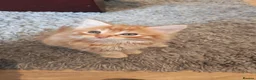 Mixed Breed cats for sale: Two fluffy ginger kittens left - Advert 9