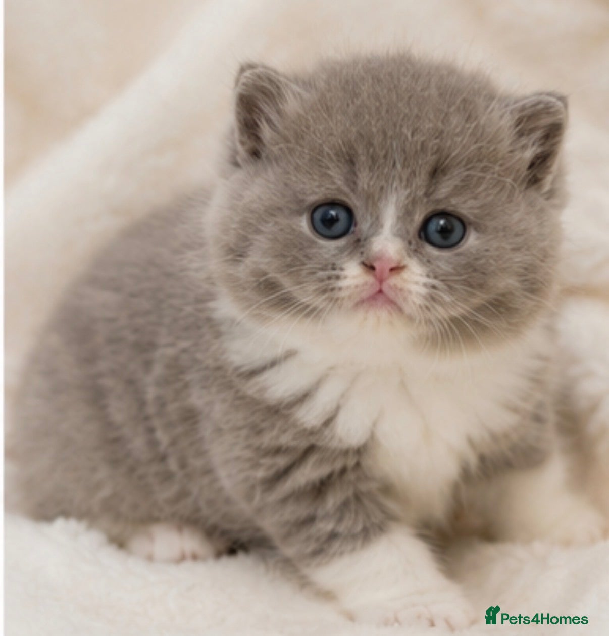 British Shorthair cats 🐾2 Stunning kittens left! 🐾 - Advert 13