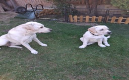 Labrador Retriever dogs for sale: Beautiful girl still available. No time wasters . - Image 5