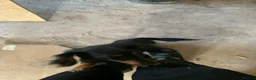 Dachshund dogs for sale: Dachund female - Advert 5