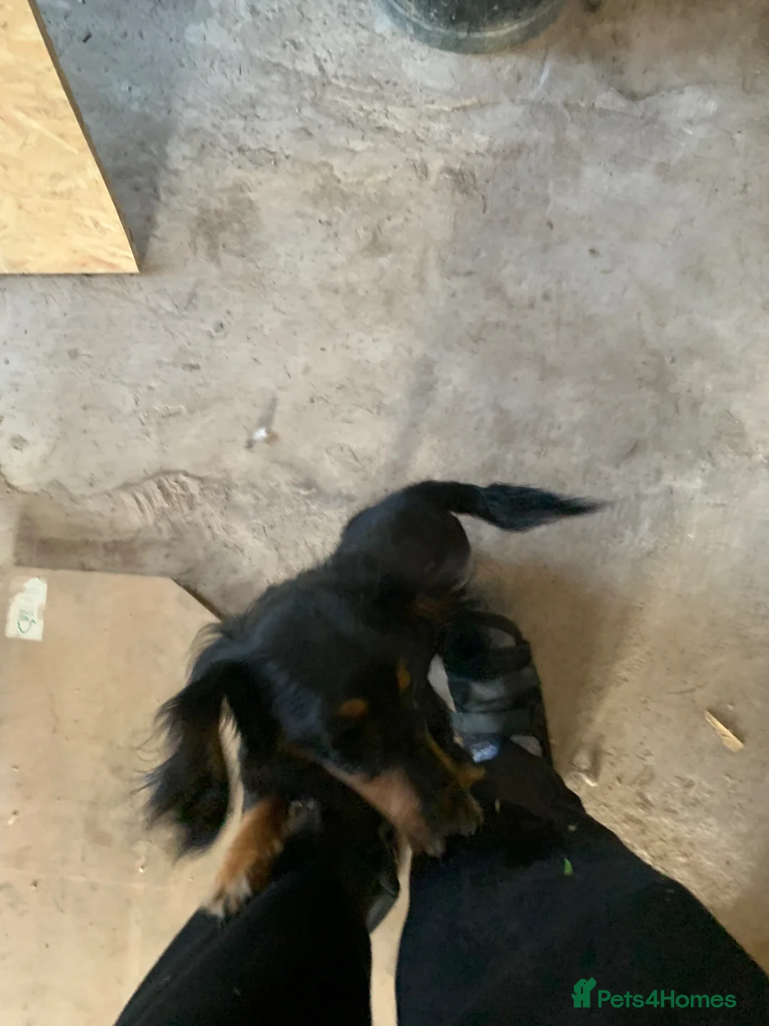 Dachshund dogs for sale: Dachund female - Advert 5