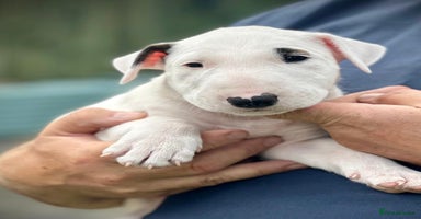 English Bull Terrier dogs - Advert 2