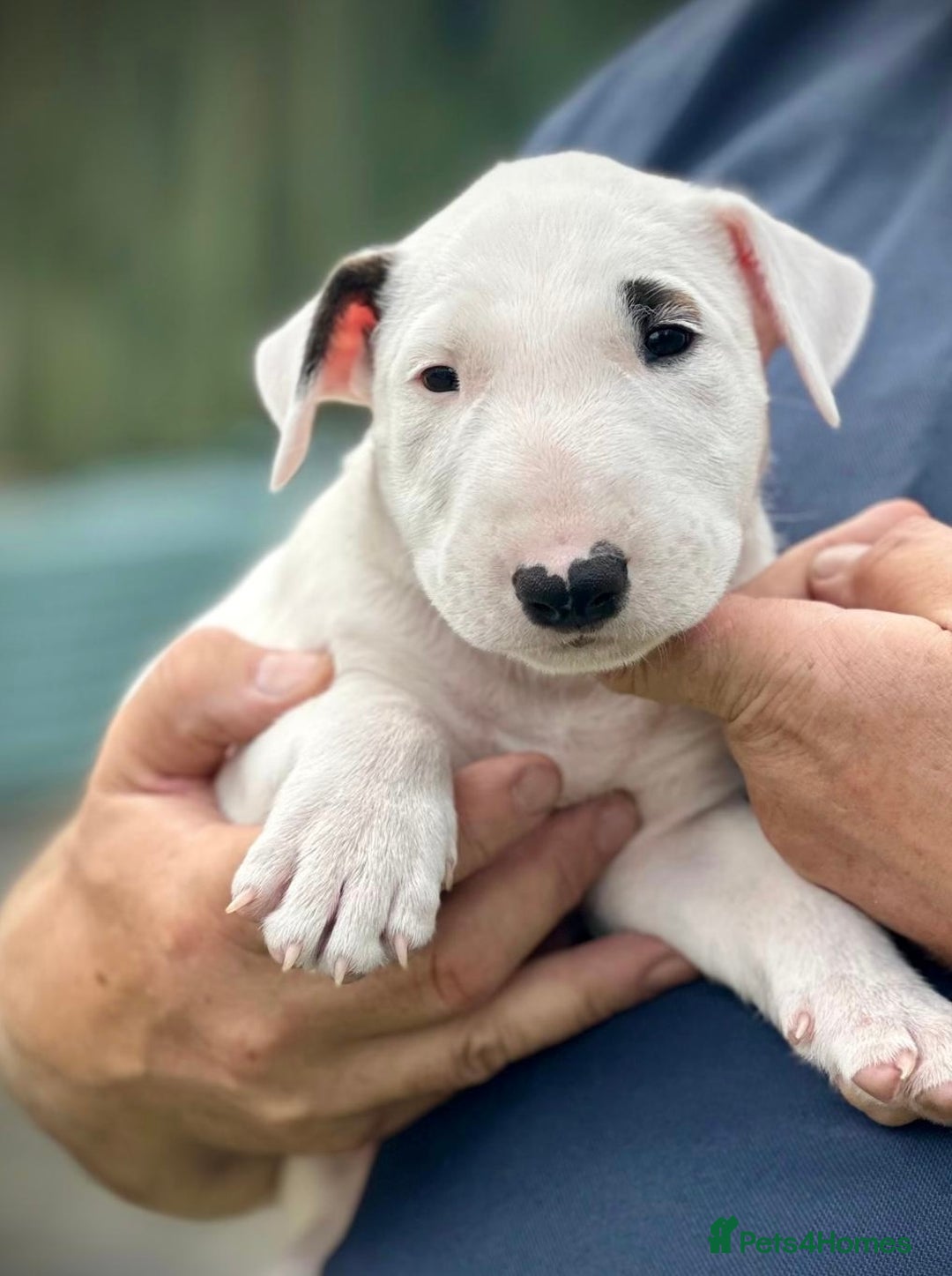 English Bull Terrier dogs for sale: English Bull Terrier Pup - Image 5