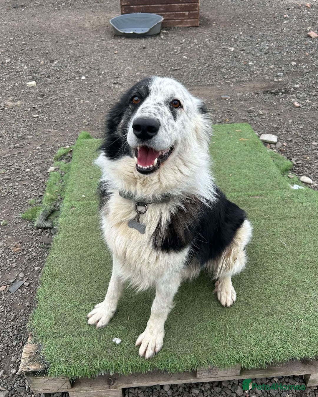 Mixed Breed dogs for adoption: BARNEY - Needs an Experienced Home - Image 1