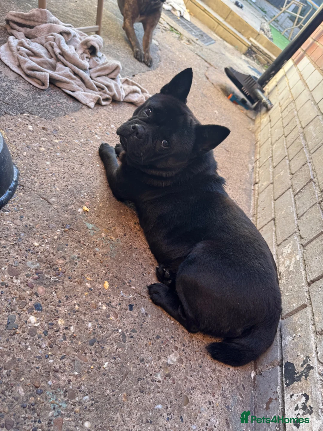 Mixed Breed dogs for adoption: Chow chow x French bulldog  - Advert 2