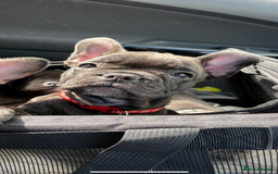 French Bulldog dogs for sale: French bulldog puppies - Image 7